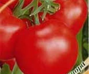 Tomato de barao velikan