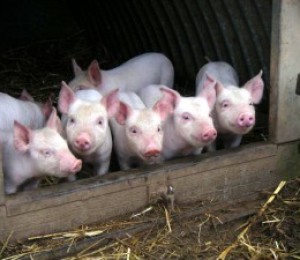 რკინის ნაკლებობა piglets