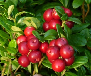 Cranberry pestovanie: jemnosti pristátia a starostlivosti