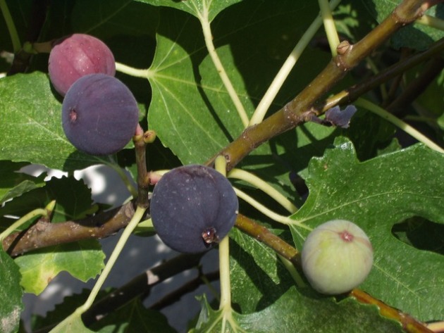 Figs, pouso e cuidados em solo aberto
