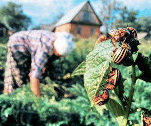 Treatment of potatoes from the Colorado Beetle