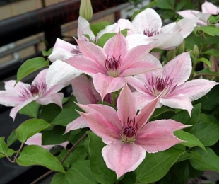 Clematis Pink Fantasy, Landing and Care