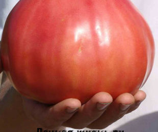 boğa kalbi domates sağlığı kalp sağlığına zararlı besinler