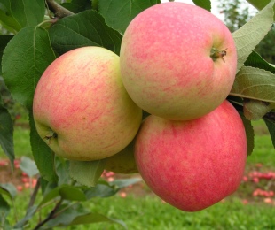 ต้นไม้แอปเปิ้ลในอูราลส์เชื่อมโยงไปถึงและดูแล