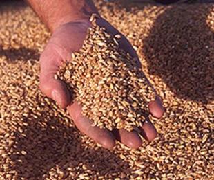 Preparação de sementes de trigo para semear