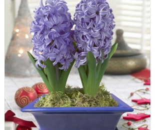Hyacinths, pouso e quarto
