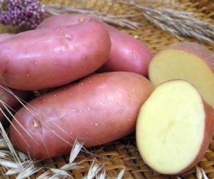 Batatas Vermelho Scarlet: Descrição da variedade, pousando e cuidados