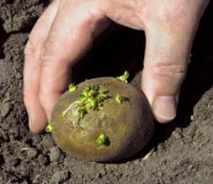 Ранна технология за кацане на картофи