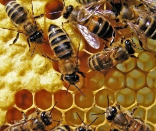 Apicultura de duas portas: características do conteúdo das abelhas