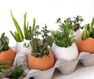 Саднице у шкољци: карактеристике садње и раста