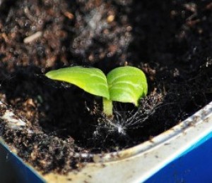 Método de crescimento de pepinos