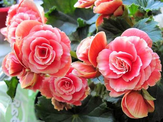 Begonia Terry, Landing and Care