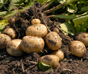 Potato DIP: krok za krokom