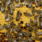 Πώς να πάρετε ένα μελισσοκομικό κτηνιατρικό διαβατήριο