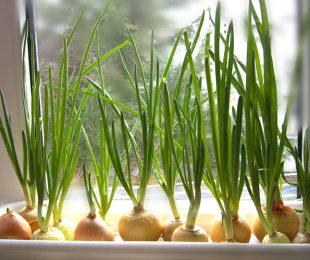 Como crescer cebolas verdes