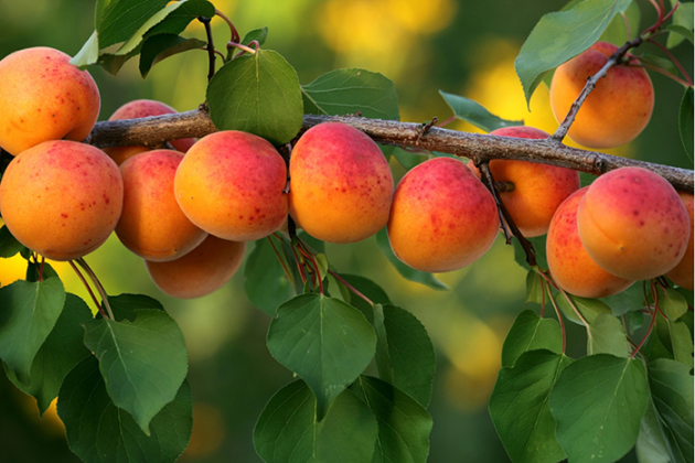 Apricot in Siberia, landing and care
