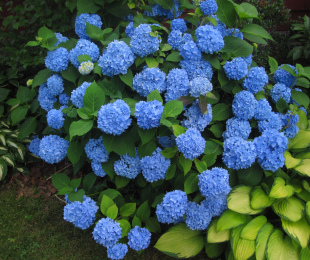 Hydrangea Azul, pouso e cuidados