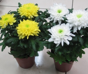 Chrysanthemum Home, Atterraggio e cura