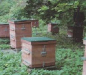 საგანმანათლებლო apiary