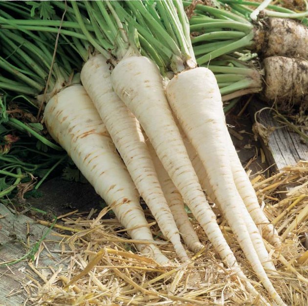 Parsley Root, Landing and Care