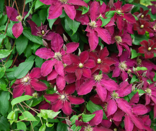 Clematis Ernest Marcham, Landing and Care
