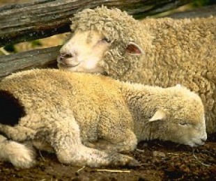 Съдържанието на овце през зимата