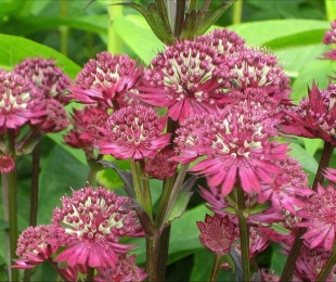 Astrantia, Landing and Care