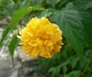 კერი იაპონიის Pleniflora, სადესანტო და ზრუნვა