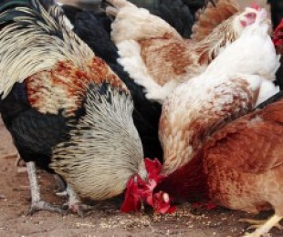 Organizzazione di pollame agricoltura nel paese