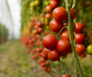 Açık toprakta domates, iniş ve bakım