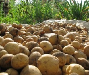 Revelar a secreção de uma colheita de batata sólida
