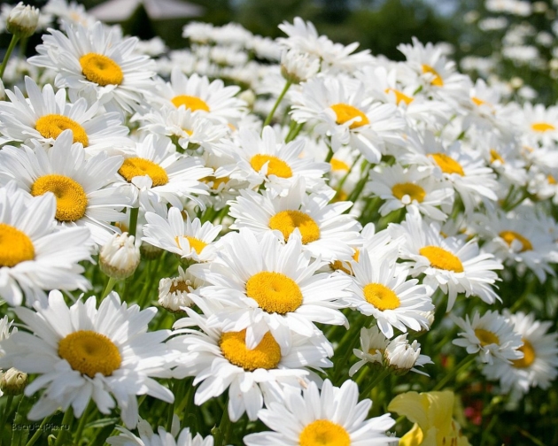 Chamomile Garden, Landing and Care
