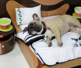 วิธีการเลือกเตียงที่เหมาะสมสำหรับสุนัข