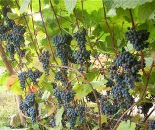 Amur uvas, pouso e cuidado