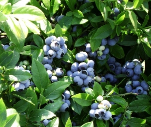 Blueberry Duke, pristanek in nega