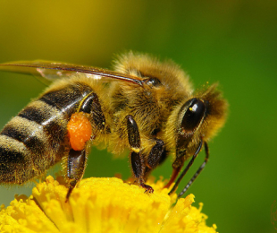 Chovne včely pre začiatočníkov: Tipy a odporúčania