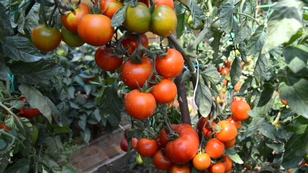 Tomates Clusch, pouso e cuidados