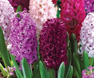 Hyacinths, pouso e jardinagem