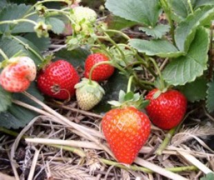 Strawberry Pesting Technology