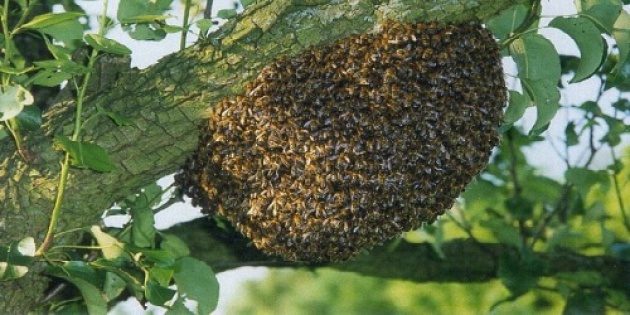 Как избежать роения пчел