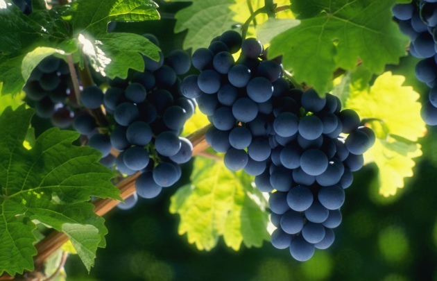Transplante de uva: instruções passo a passo