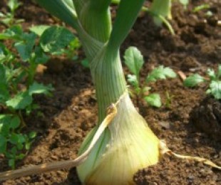 Cultivar la cebolla repubia