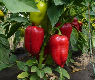 Kako rastejo bolgarski poper