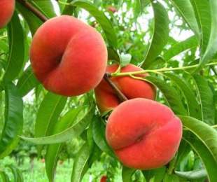 Peach v strednom pruhu: kultivácia, orezávanie, prístrešok na zimu
