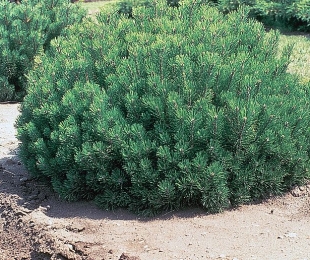 DVARF Pine, pristanek in skrb