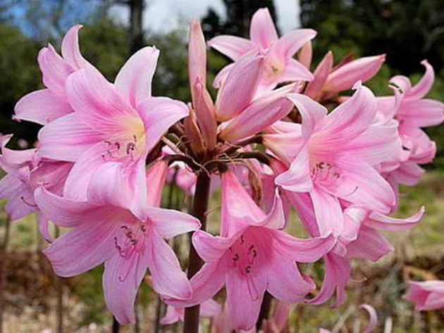 Цветок амариллис в домашних условиях – изящная красота