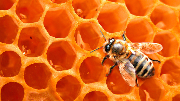 Пчелиный рой | Страна Мастеров