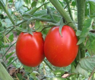Tipy na pestovanie paradajok