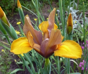 Irises: pristanek in oskrba