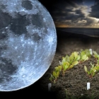 Lunar Gardener Calendar per il 2019